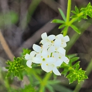 Asperula conferta at Glen Fergus, NSW - 19 Nov 2022 09:21 AM