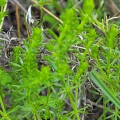 Asperula conferta at Glen Fergus, NSW - 19 Nov 2022 09:21 AM