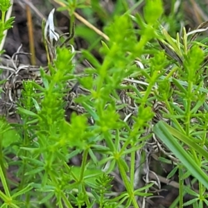 Asperula conferta at Glen Fergus, NSW - 19 Nov 2022