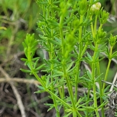 Asperula conferta at Glen Fergus, NSW - 19 Nov 2022 09:21 AM