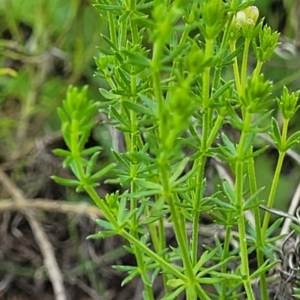 Asperula conferta at Glen Fergus, NSW - 19 Nov 2022