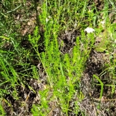 Asperula conferta at Glen Fergus, NSW - 19 Nov 2022 09:21 AM