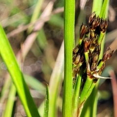 Juncus planifolius (Broad-leaved Rush) at Coornartha Nature Reserve - 18 Nov 2022 by trevorpreston