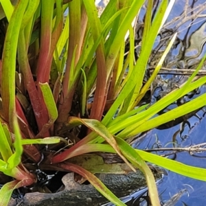 Juncus planifolius at Glen Fergus, NSW - 19 Nov 2022