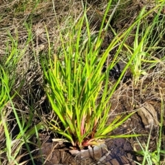 Juncus planifolius at Glen Fergus, NSW - 19 Nov 2022