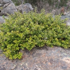 Grevillea diminuta at Mount Clear, ACT - 19 Nov 2022 by MatthewFrawley