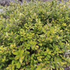 Grevillea diminuta at Mount Clear, ACT - 19 Nov 2022