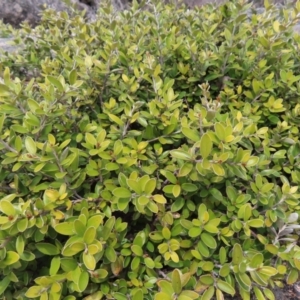 Grevillea diminuta at Mount Clear, ACT - 19 Nov 2022