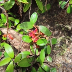 Grevillea diminuta at Mount Clear, ACT - 19 Nov 2022