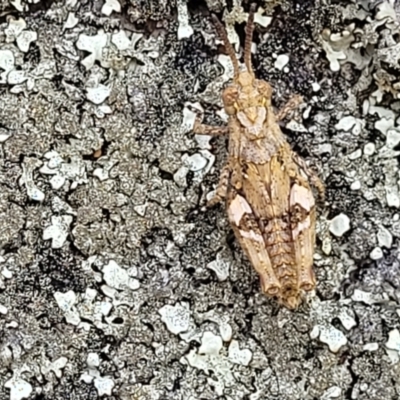 Pycnostictus sp. (genus) (A bandwing grasshopper) at Glen Fergus, NSW - 19 Nov 2022 by trevorpreston