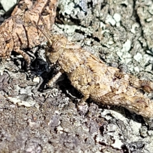 Pycnostictus sp. (genus) at Glen Fergus, NSW - 19 Nov 2022 09:18 AM