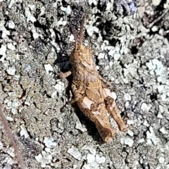 Pycnostictus sp. (genus) at Glen Fergus, NSW - 19 Nov 2022 09:18 AM