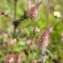 Trifolium arvense (Haresfoot Clover) at Glen Fergus, NSW - 18 Nov 2022 by trevorpreston