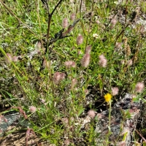Trifolium arvense at Glen Fergus, NSW - 19 Nov 2022