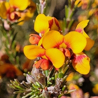 Dillwynia sericea (Egg And Bacon Peas) at Glen Fergus, NSW - 18 Nov 2022 by trevorpreston