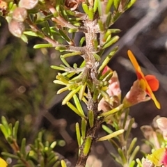 Dillwynia sericea at Glen Fergus, NSW - 19 Nov 2022