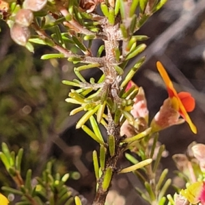 Dillwynia sericea at Glen Fergus, NSW - 19 Nov 2022 09:16 AM