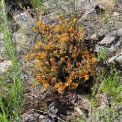 Dillwynia sericea at Glen Fergus, NSW - 19 Nov 2022