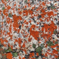 Unidentified Lichen at Mount Clear, ACT - 19 Nov 2022 by MatthewFrawley