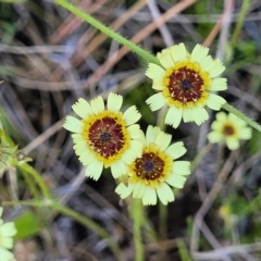 Tolpis barbata (Yellow Hawkweed) at Glen Fergus, NSW - 18 Nov 2022 by trevorpreston