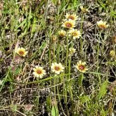 Tolpis barbata at Glen Fergus, NSW - 19 Nov 2022