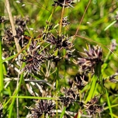 Schoenus apogon (Common Bog Sedge) at Glen Fergus, NSW - 18 Nov 2022 by trevorpreston