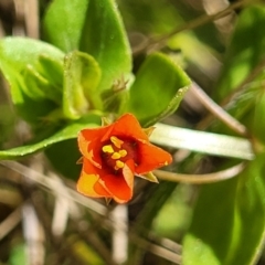 Lysimachia arvensis (Scarlet Pimpernel) at Glen Fergus, NSW - 18 Nov 2022 by trevorpreston