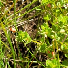 Lysimachia arvensis at Glen Fergus, NSW - 19 Nov 2022 09:14 AM