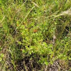 Lysimachia arvensis at Glen Fergus, NSW - 19 Nov 2022 09:14 AM