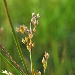 Juncus sp. (A Rush) at Glen Fergus, NSW - 18 Nov 2022 by trevorpreston