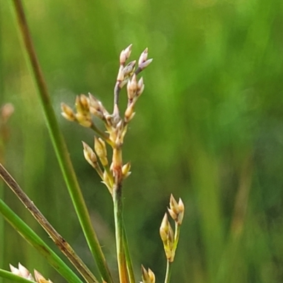 Juncus sp. (A Rush) at Coornartha Nature Reserve - 18 Nov 2022 by trevorpreston