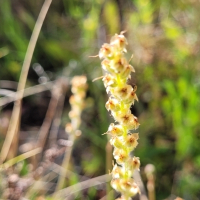 Plantago gaudichaudii (Narrow Plantain) at Coornartha Nature Reserve - 19 Nov 2022 by trevorpreston