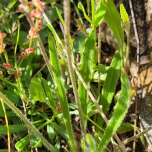 Plantago gaudichaudii at Glen Fergus, NSW - 19 Nov 2022