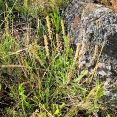 Plantago gaudichaudii at Glen Fergus, NSW - 19 Nov 2022