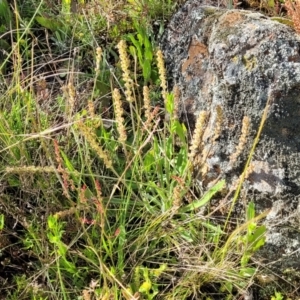 Plantago gaudichaudii at Glen Fergus, NSW - 19 Nov 2022