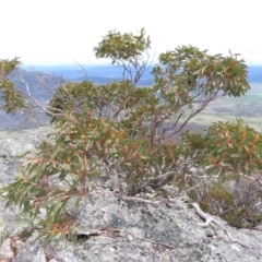Eucalyptus pauciflora subsp. debeuzevillei (A Snow Gum) at Yaouk, NSW - 19 Nov 2022 by MatthewFrawley