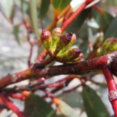 Eucalyptus pauciflora subsp. debeuzevillei at Yaouk, NSW - 19 Nov 2022