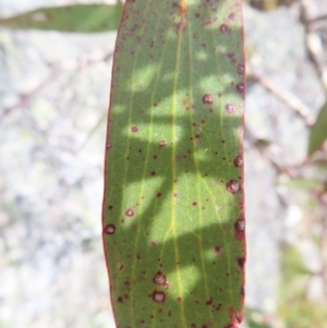 Eucalyptus pauciflora subsp. debeuzevillei at Yaouk, NSW - 19 Nov 2022