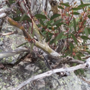 Eucalyptus pauciflora subsp. debeuzevillei at Scabby Range Nature Reserve - 19 Nov 2022