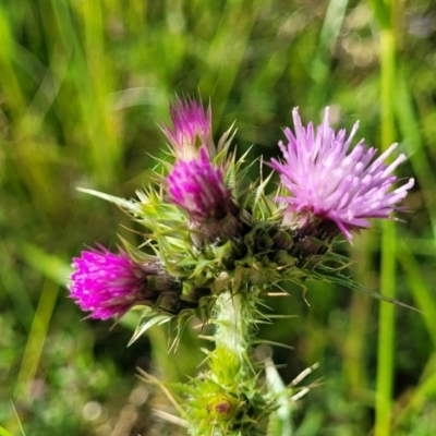 Carduus tenuiflorus (Winged Slender Thistle) at Coornartha Nature Reserve - 18 Nov 2022 by trevorpreston