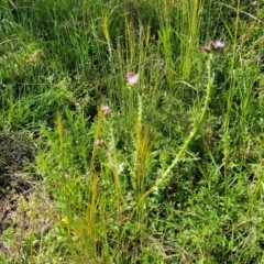 Carduus tenuiflorus at Glen Fergus, NSW - 19 Nov 2022 09:11 AM