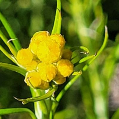 Chrysocephalum semipapposum (Clustered Everlasting) at Glen Fergus, NSW - 18 Nov 2022 by trevorpreston