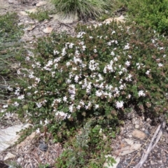 Westringia lucida at Mount Clear, ACT - 19 Nov 2022 01:35 PM