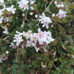 Westringia lucida at Mount Clear, ACT - 19 Nov 2022