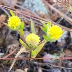 Triptilodiscus pygmaeus (Annual Daisy) at Coornartha Nature Reserve - 18 Nov 2022 by trevorpreston