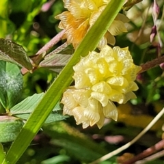 Trifolium campestre (Hop Clover) at Glen Fergus, NSW - 19 Nov 2022 by trevorpreston