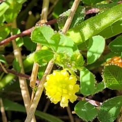 Trifolium campestre at Glen Fergus, NSW - 19 Nov 2022 09:08 AM