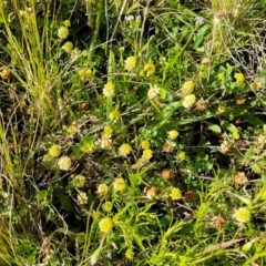 Trifolium campestre at Glen Fergus, NSW - 19 Nov 2022