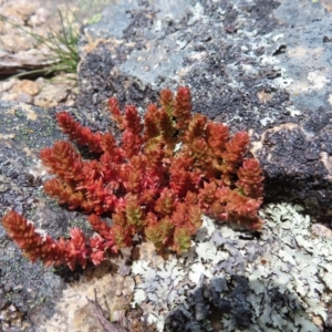 Crassula sieberiana at Mount Clear, ACT - 19 Nov 2022