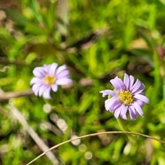 Vittadinia muelleri (Narrow-leafed New Holland Daisy) at Glen Fergus, NSW - 19 Nov 2022 by trevorpreston